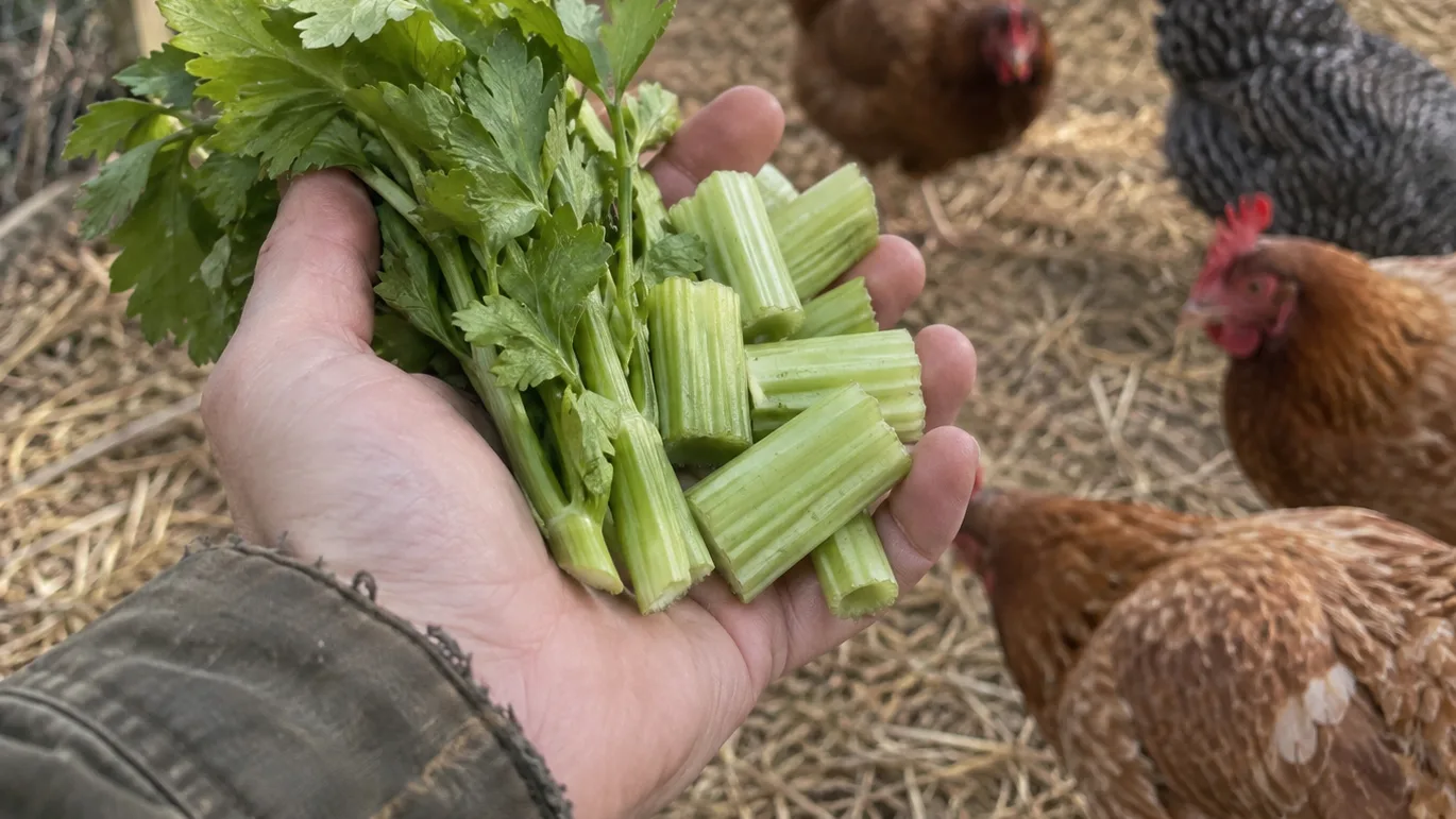 A keeper holds celery leaves and short stalk pieces near chickens in a backyard run.