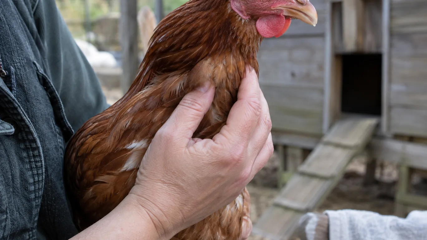 A caretaker gently feels a hen’s full crop during a routine health check.