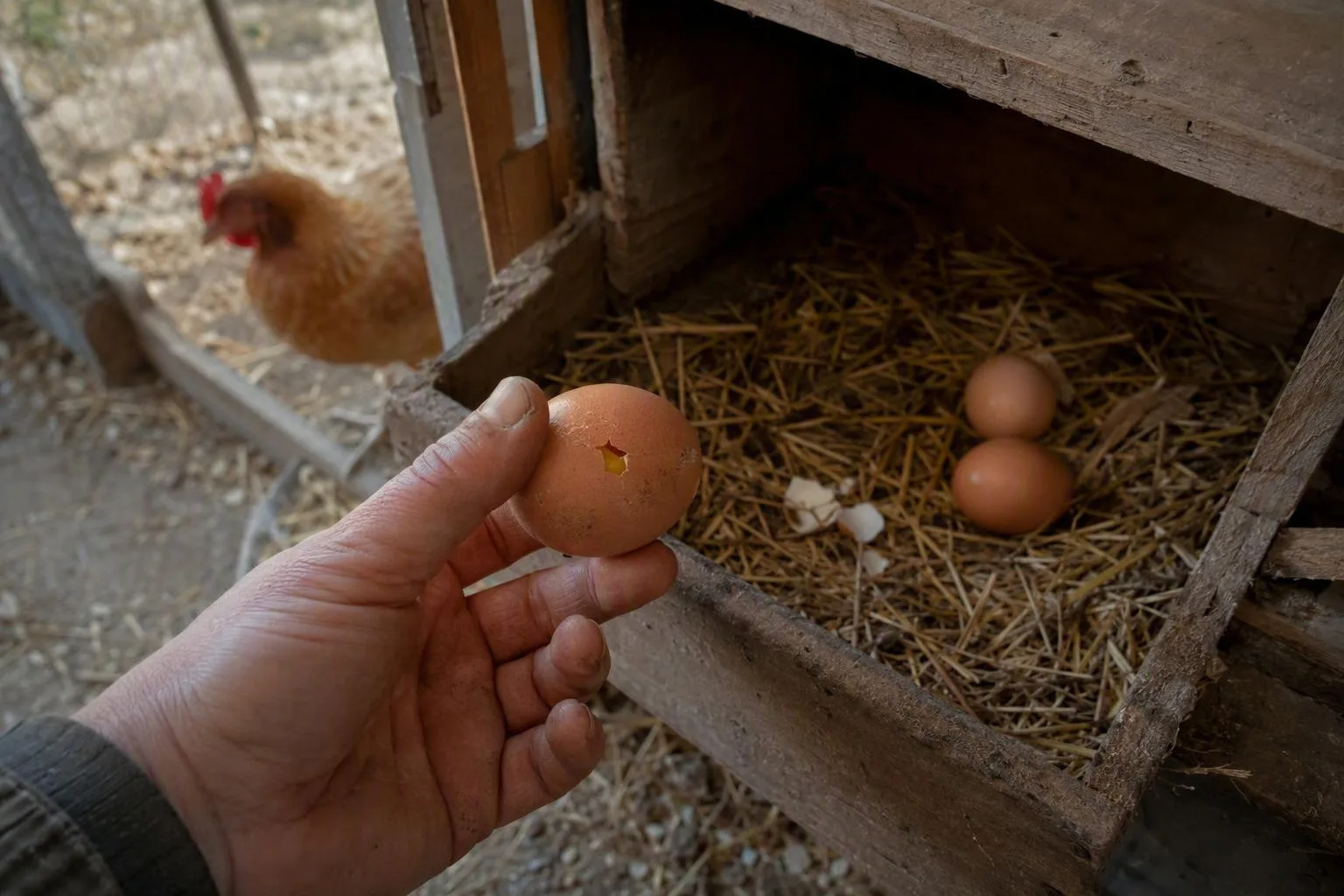 An intact brown egg sits beside a cracked egg in a padded nest.