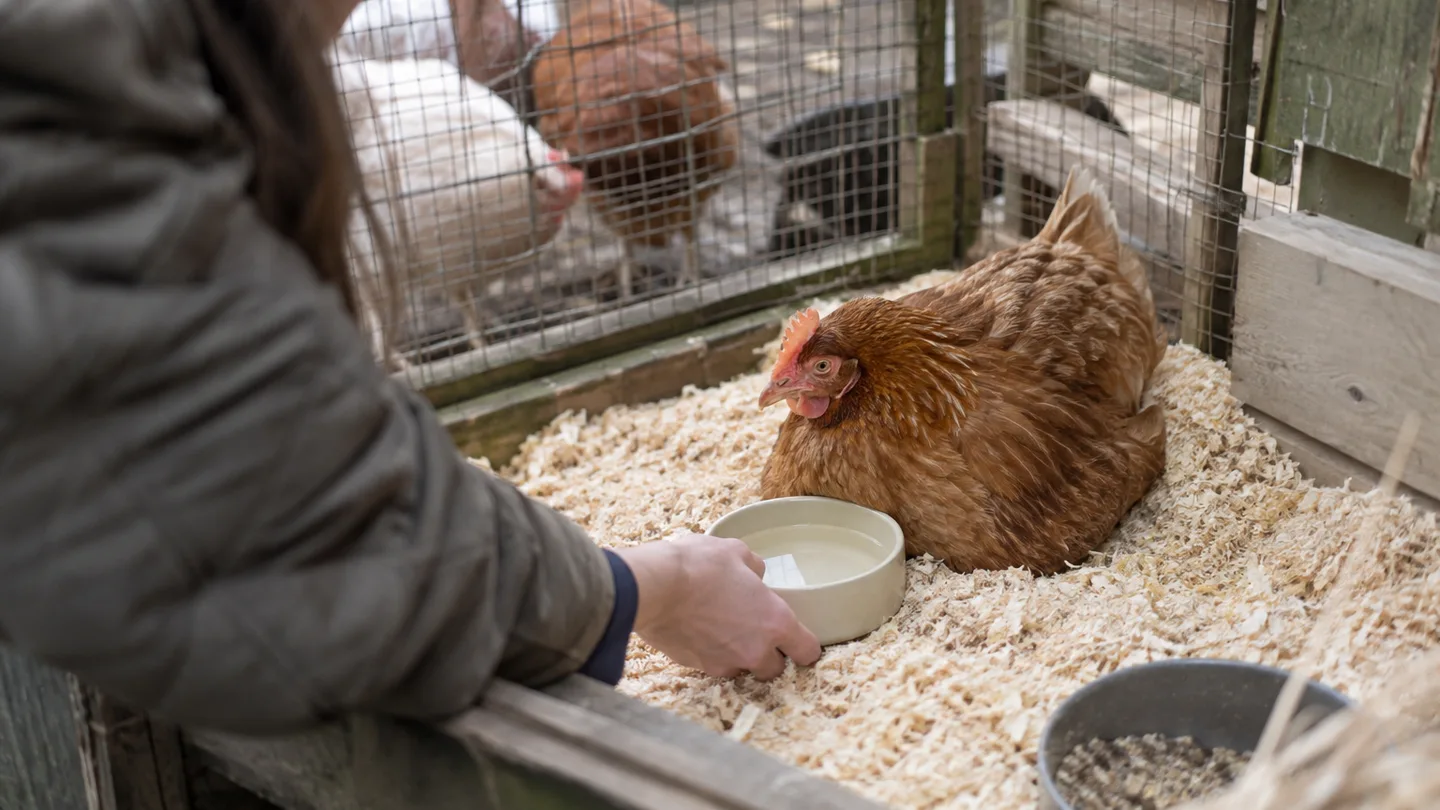 A tired brown hen rests alone beside a shallow water dish in a quiet pen for easier access to water.