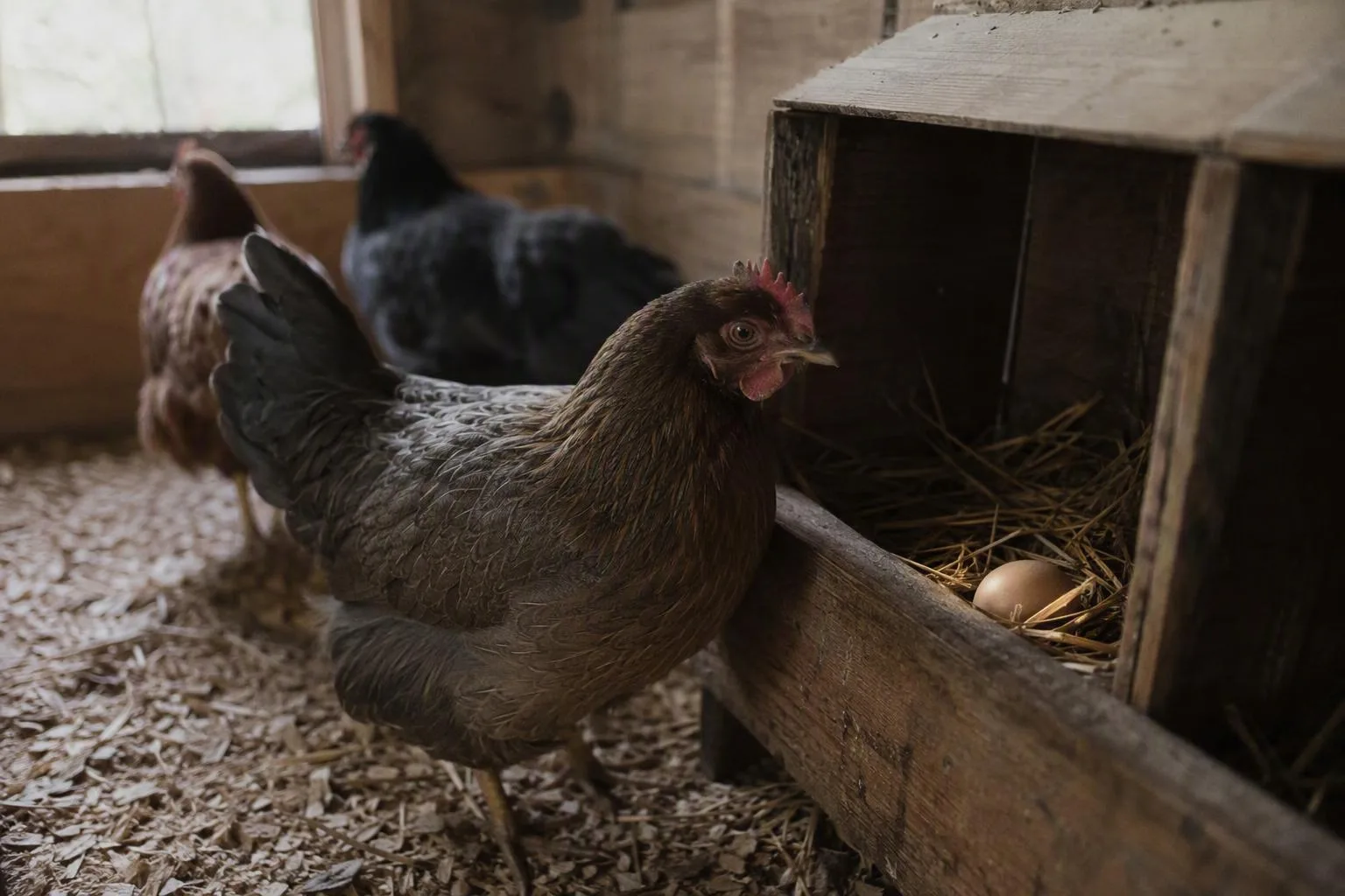 A hen waits beside a nesting box as the coop grows dim, suggesting why laying times shift with daylight.