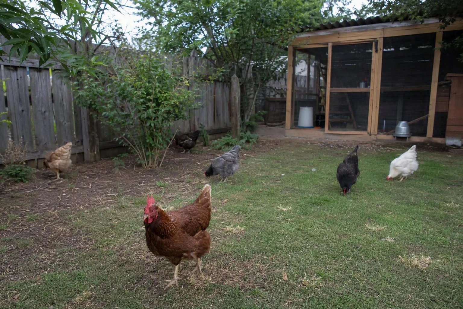 Hens peck across open grass beside a shaded, fenced retreat in a suburban backyard.