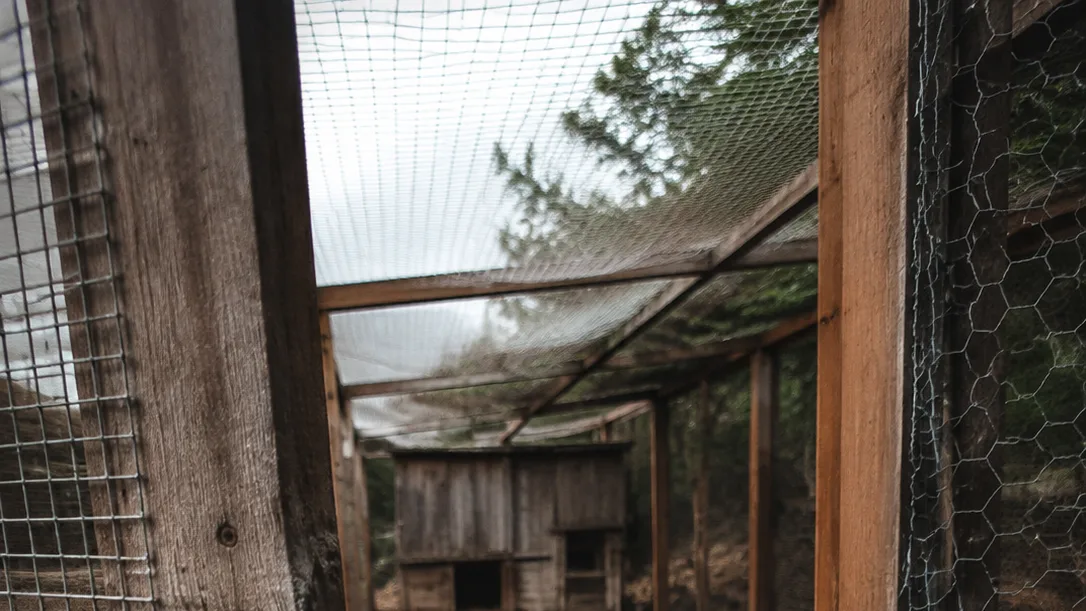A hand inspects a coop’s latch, upper mesh, corner joint, and soil line for gaps predators could use.
