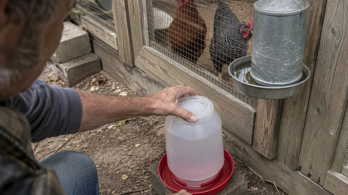 A hand checks two water drinkers beside a small chicken run, showing a simple backup supply.
