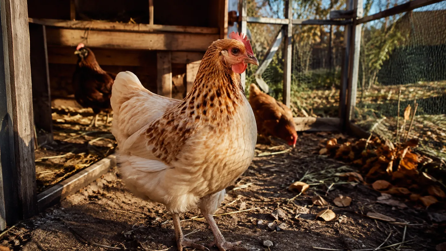 A healthy mature hen stands in a secure backyard run, showing that a four-year-old chicken can still thrive.