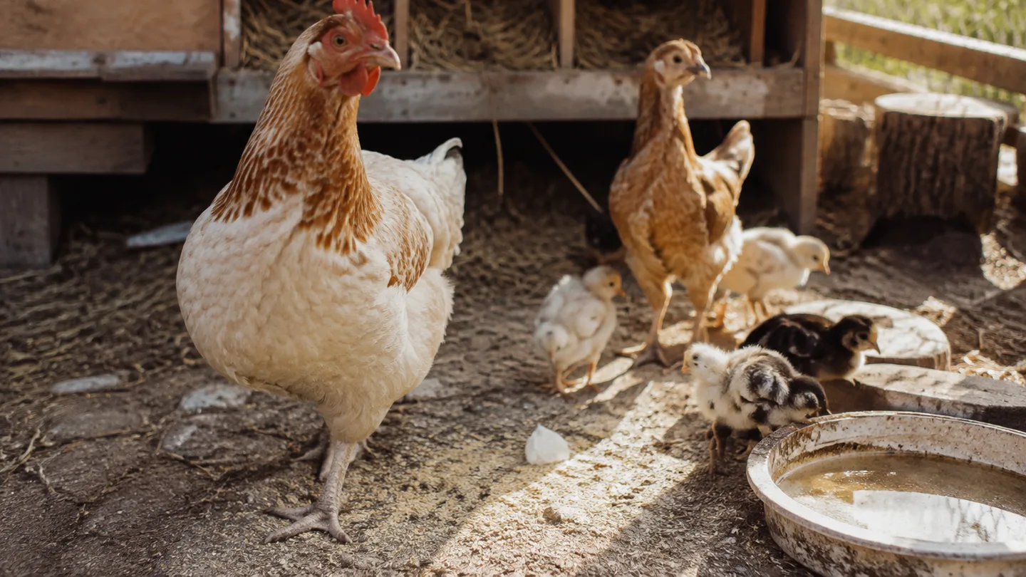 An older hen, a young pullet, and chicks share a worn backyard run, showing overlapping life stages.
