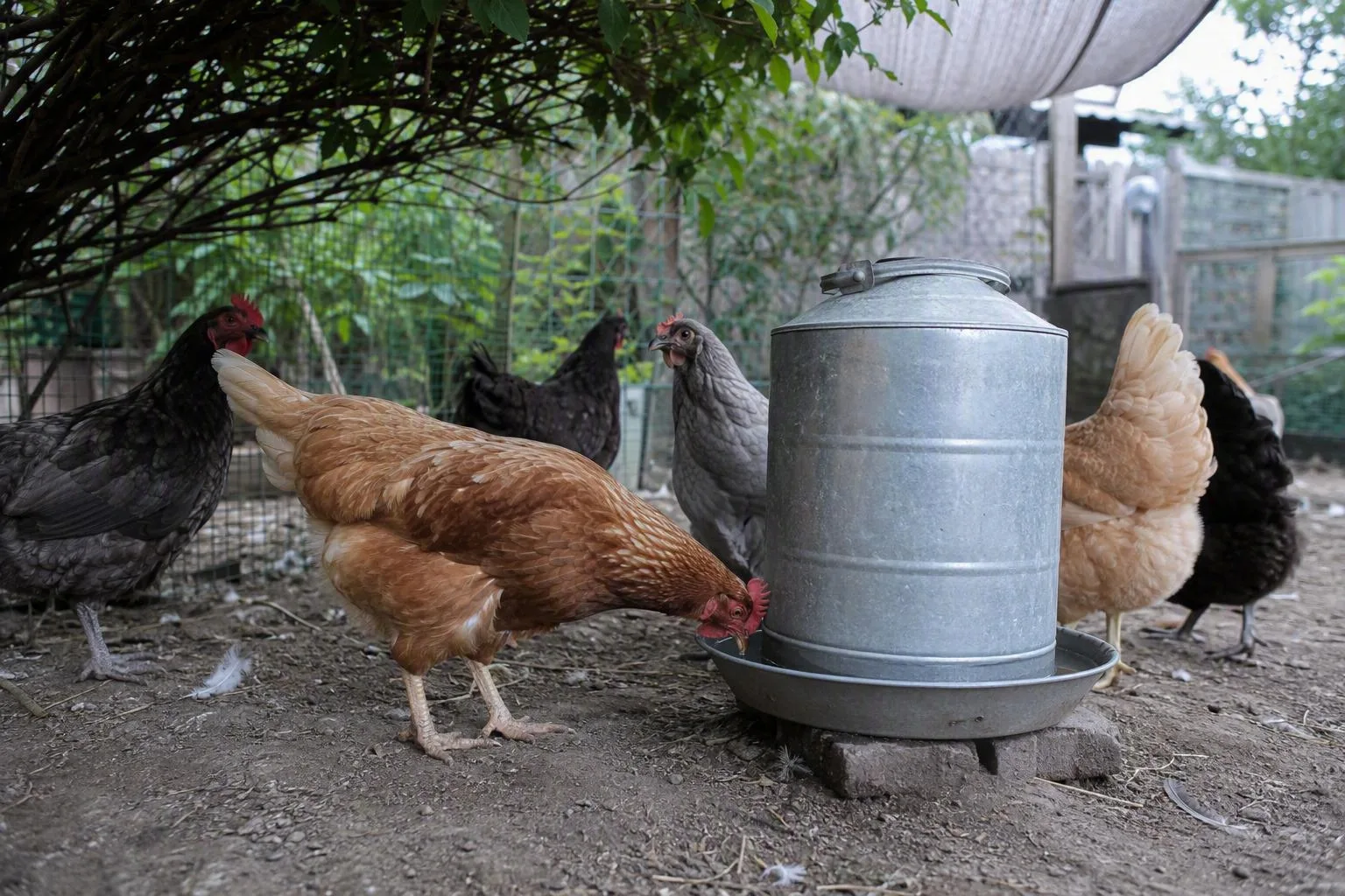 Hens gather around a shaded waterer in a backyard run, showing that fresh drinking water is easy to reach.