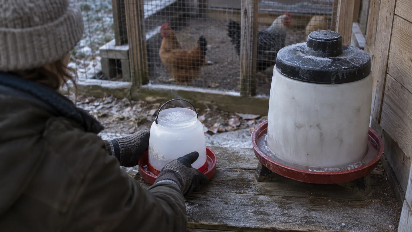 Two waterers sit outside a frosty coop as a gloved hand positions the backup for a small flock.