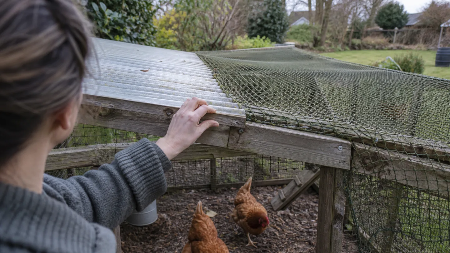 A chicken run shows rigid roof panels, taut netting, and closed side edges protecting hens.