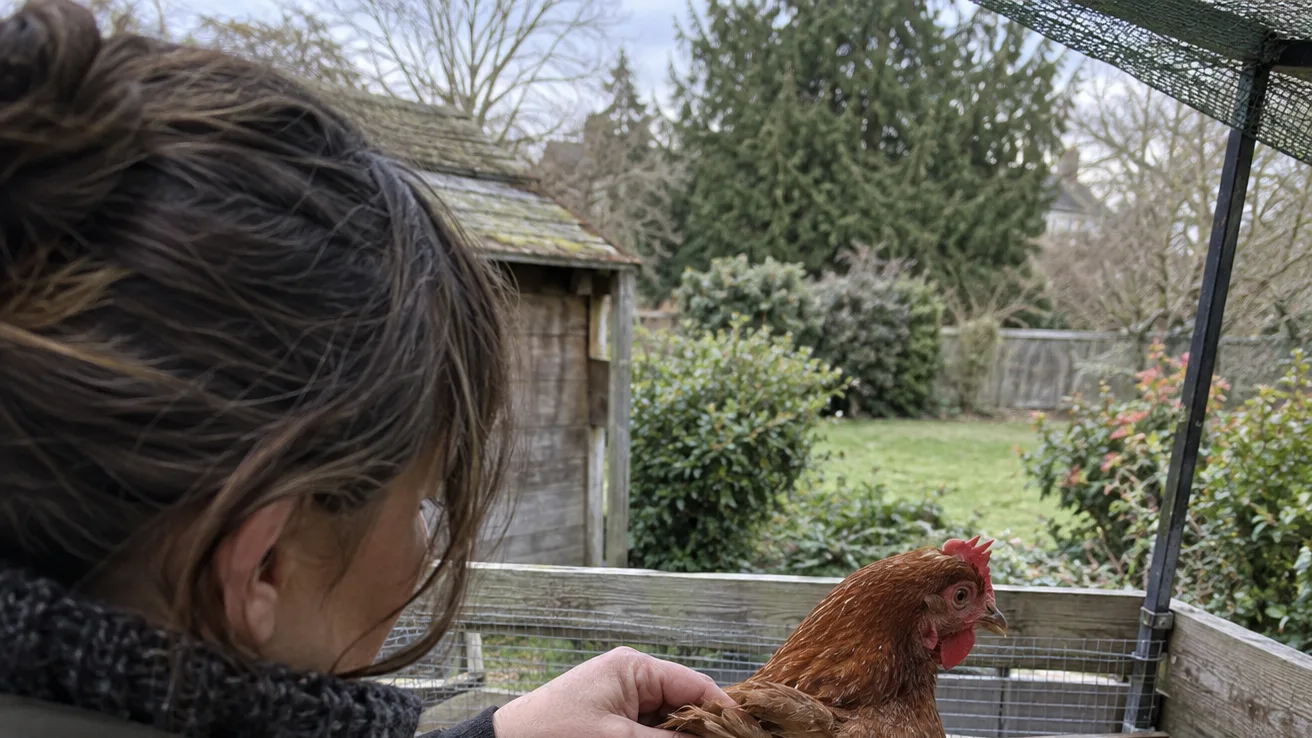 A hen is gently checked in a clean pen after a hawk attack, with bedding and water nearby.
