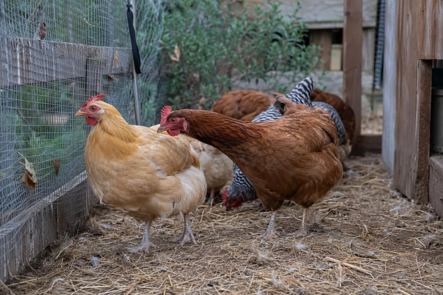 A keeper measures the floor of a small coop beside its enclosed run.