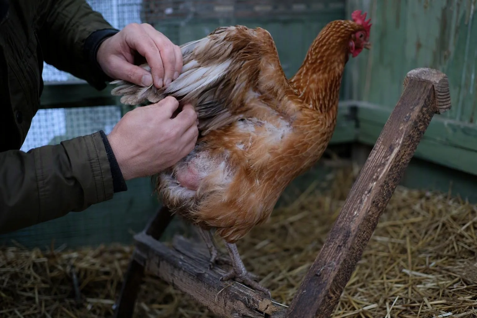 A gentle hand checks feather roots and a wooden roost joint beside a calm hen.
