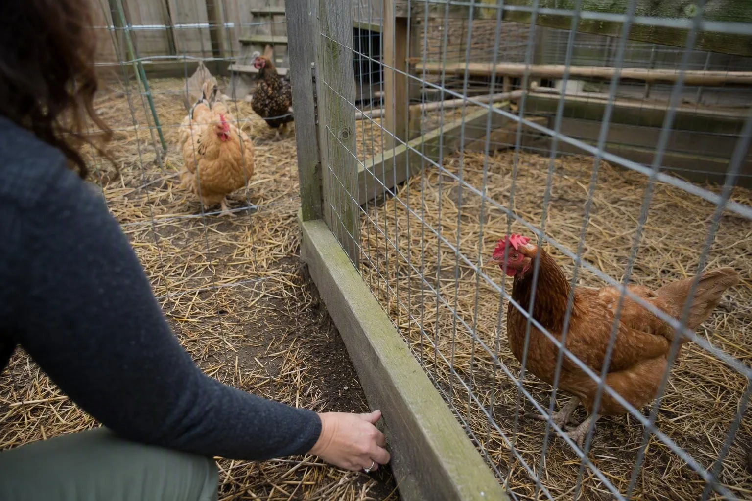 Two hens face each other through a secure wire divider with room to settle calmly.