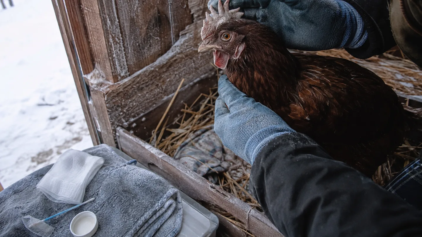 A caretaker gently checks a hen’s pale comb for signs of cold injury in a frosty coop.