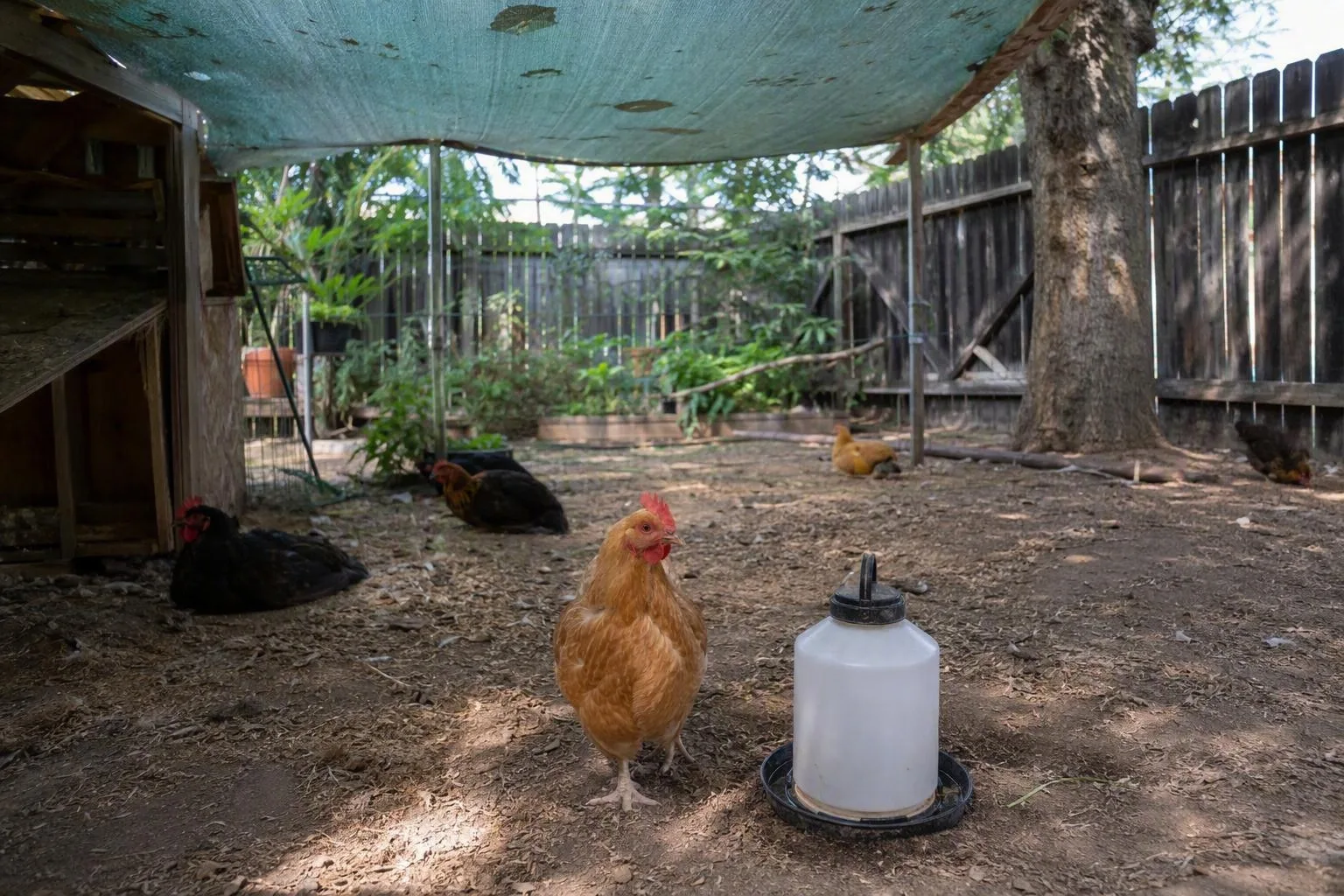 Hens rest and forage beneath shade cloth in a dusty backyard run on a hot afternoon.