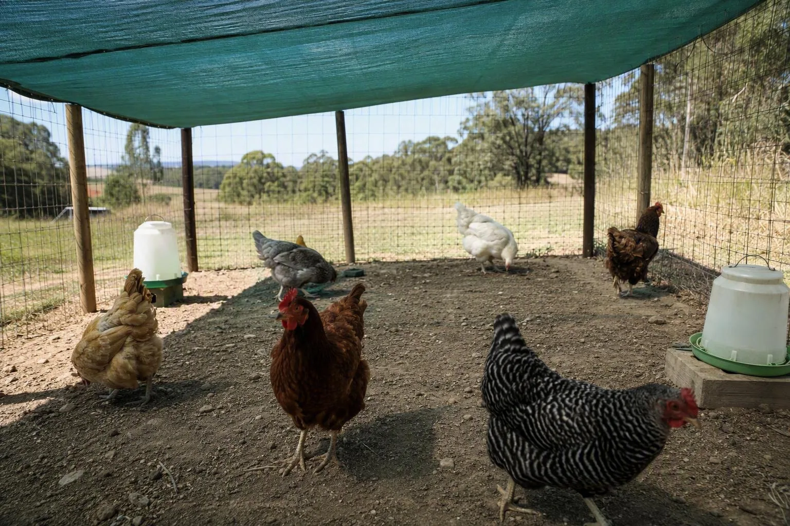 Shade cloth covers the hens’ standing area while the run sides stay open for airflow.