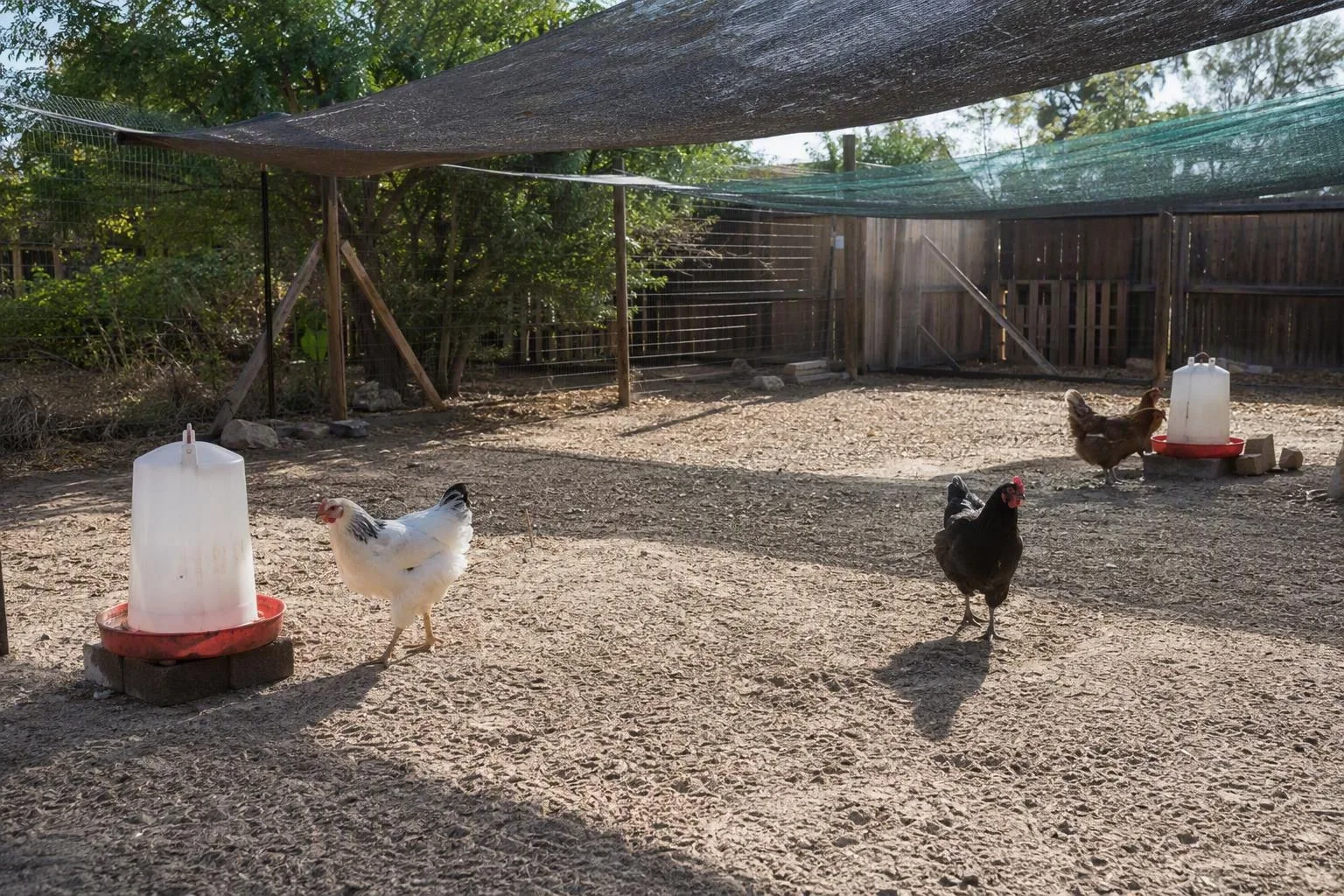 Two shaded drinkers give hens separate access to water without crowding.