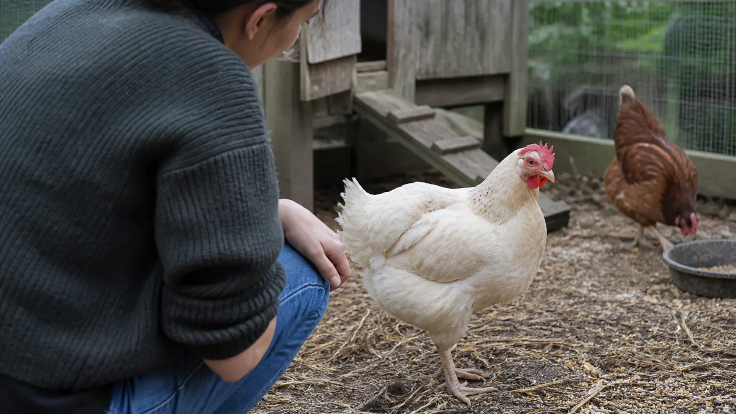 A keeper watches a chicken’s stance beside the coop before deciding whether its weakness needs further attention.