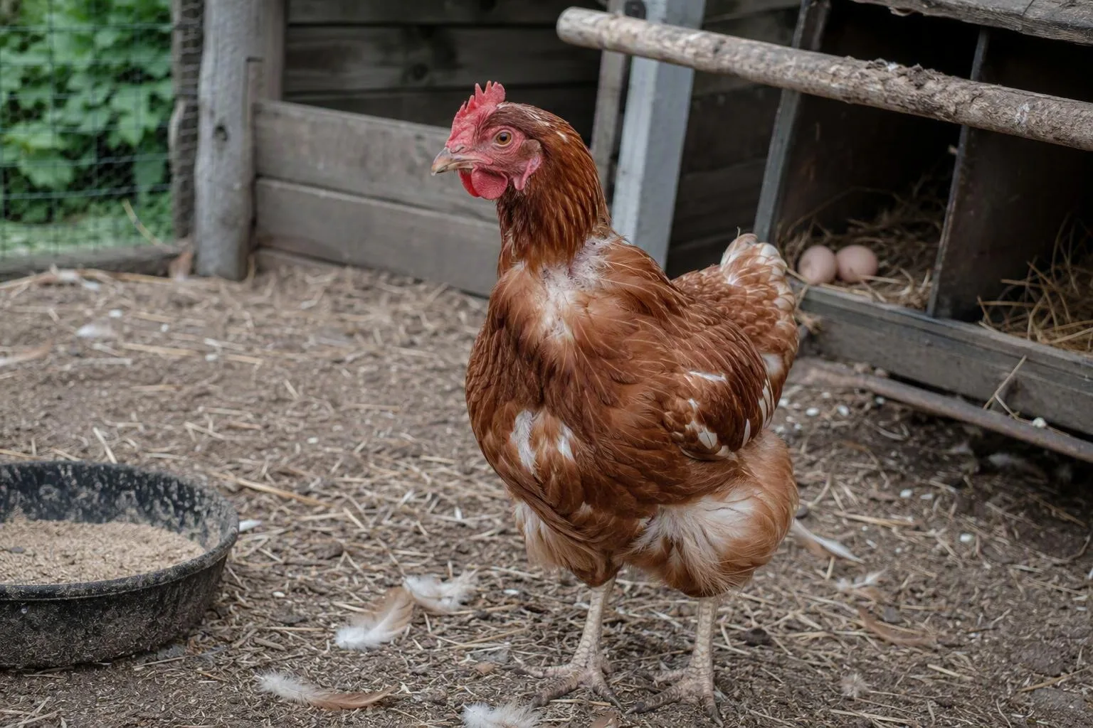 Molting hen stands on a clean roost with loose feathers on the coop floor.