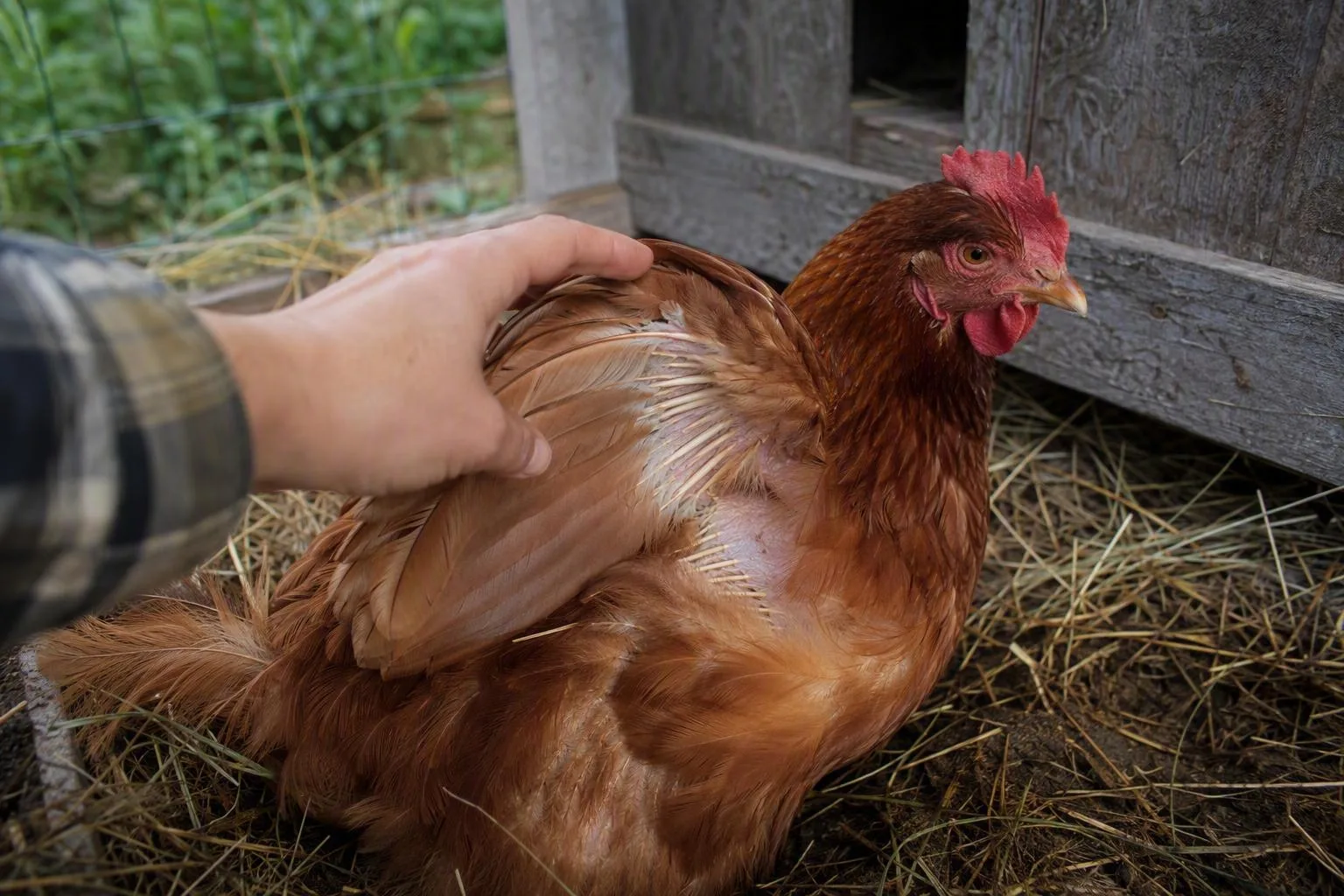 Dry chicken coop has sheltered roosts below high vents and a covered waterer.