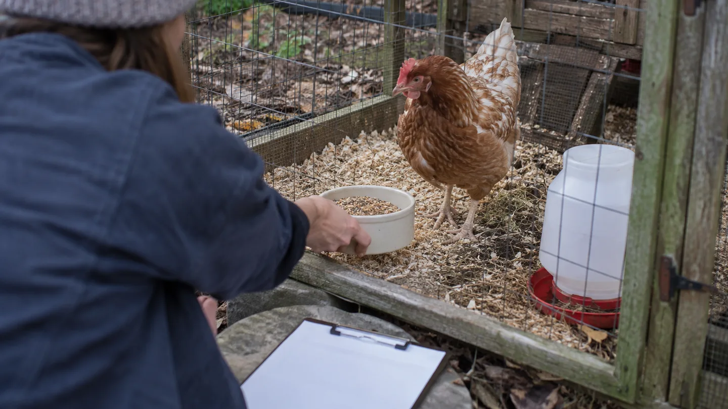 A hen stands in a separate pen with its own feed, water, and fresh bedding for early separation.