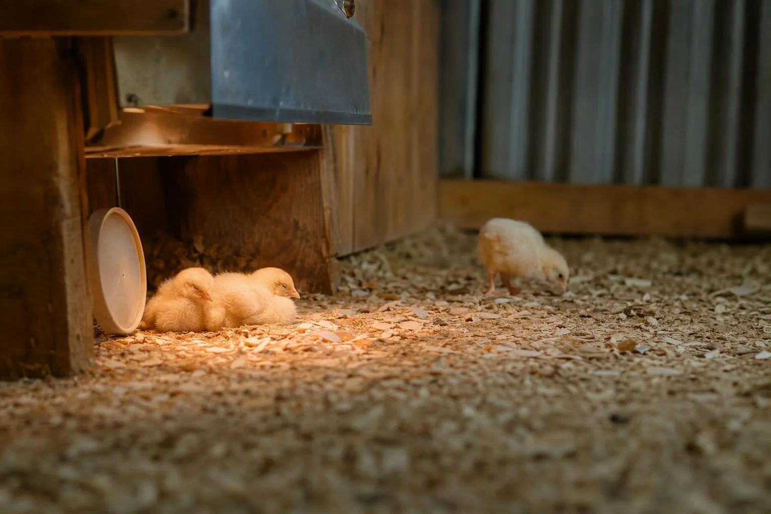 Three fluffy chicks gather beneath a brooder heat plate beside open cooler space.
